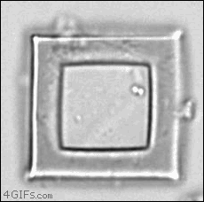 3743912309_ZvNnyRVQ_Bacteria-grow-microscopic-cage.gif
