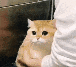 95205015614446870.gif