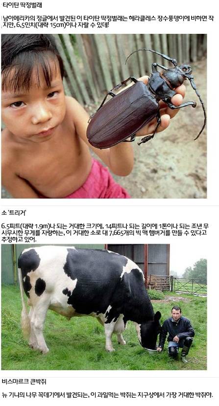 세계에서 가장 거대한 곤충·동물 20가지9.jpg