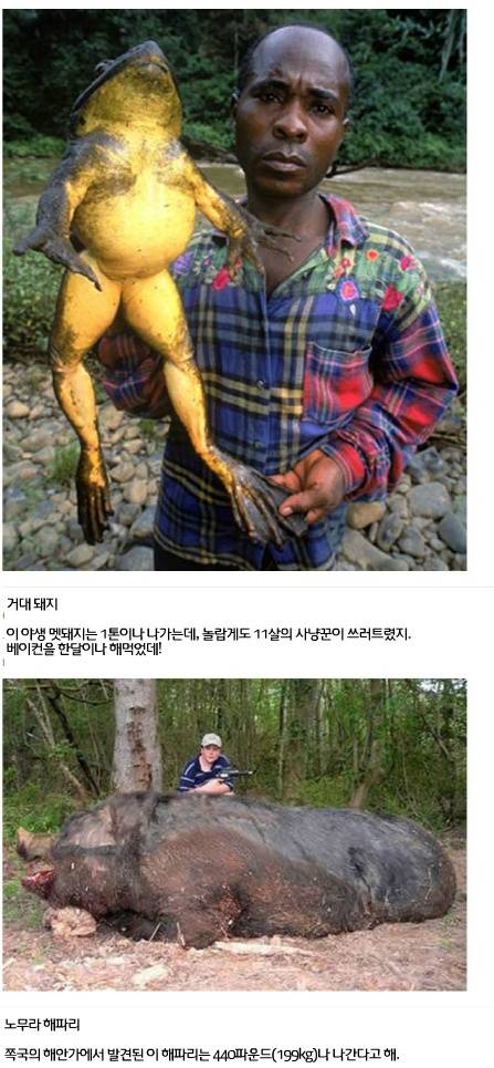 세계에서 가장 거대한 곤충·동물 20가지7.jpg