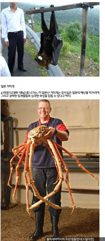 세계에서 가장 거대한 곤충·동물 20가지10.jpg