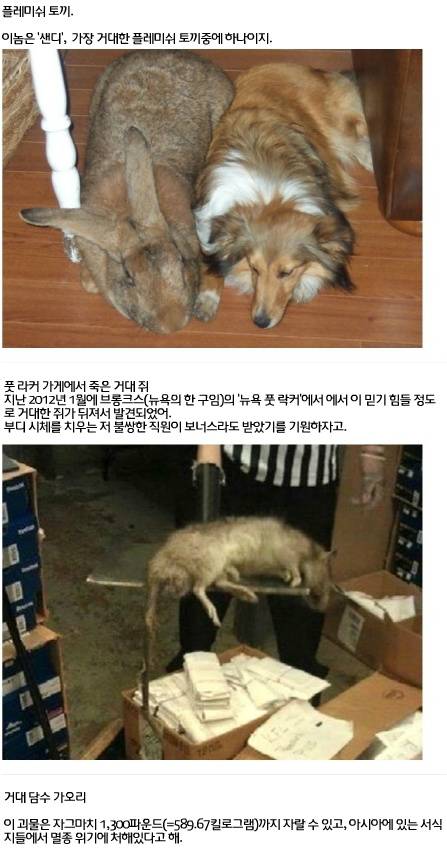 세계에서 가장 거대한 곤충·동물 20가지4.jpg