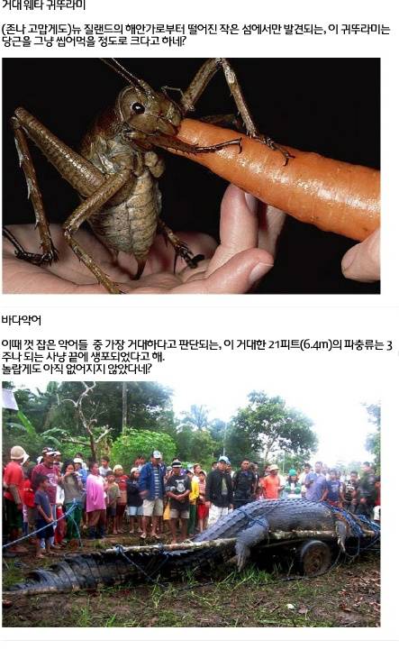 세계에서 가장 거대한 곤충·동물 20가지3.jpg