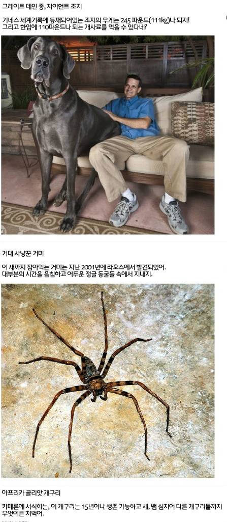세계에서 가장 거대한 곤충·동물 20가지6.jpg