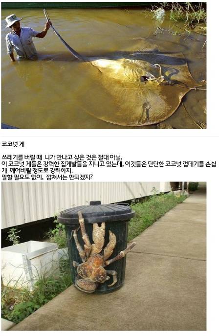 세계에서 가장 거대한 곤충·동물 20가지5.jpg