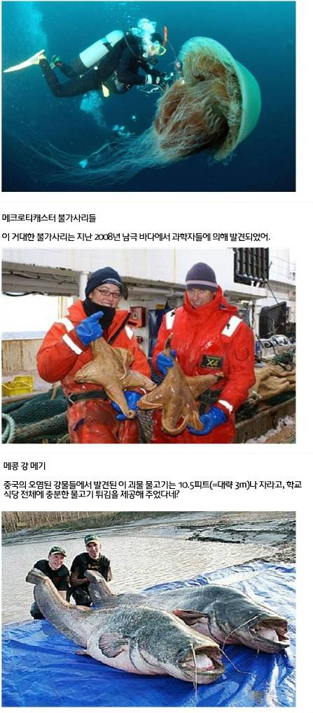 세계에서 가장 거대한 곤충·동물 20가지8.jpg
