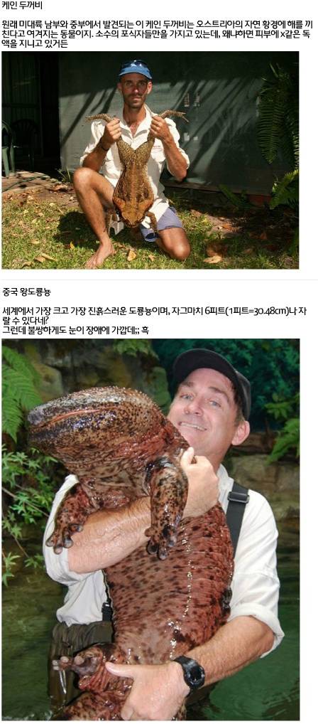 세계에서 가장 거대한 곤충·동물 20가지2.jpg