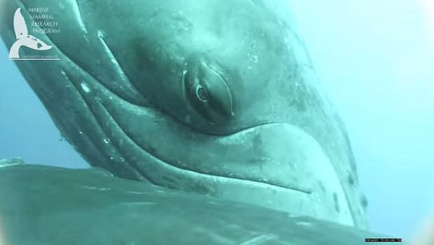 새끼에게 젖 물리는 거대 혹등고래의 모성애..희귀 장면 포착4.jpg