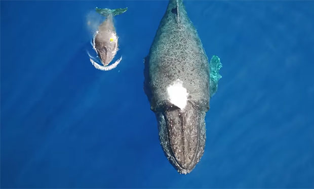 새끼에게 젖 물리는 거대 혹등고래의 모성애..희귀 장면 포착.jpg