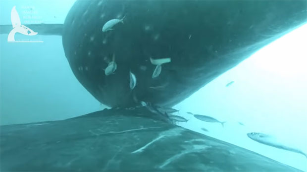 새끼에게 젖 물리는 거대 혹등고래의 모성애..희귀 장면 포착3.jpg
