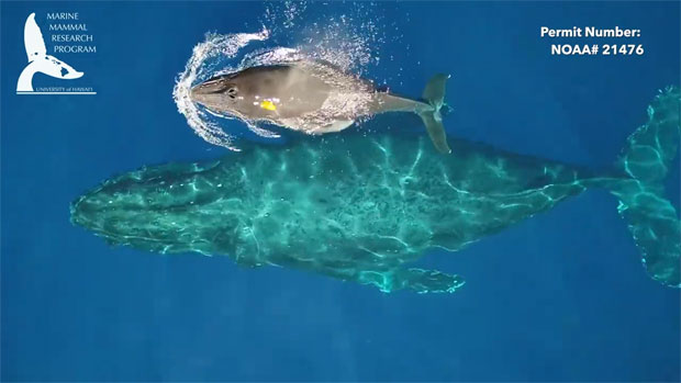새끼에게 젖 물리는 거대 혹등고래의 모성애..희귀 장면 포착2.jpg