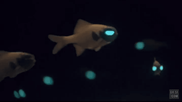 아노말롭스과 (Flashlightfishes).gif