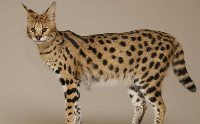 인간이 만든 이종교배 동물 16종 8. 사바나 캣(Savannah Cat, 샴 고양이 + 서벌).jpg
