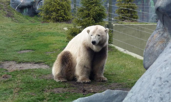 인간이 만든 이종교배 동물 16종 6. 그롤라 베어(Grolar Bear, 북극곰 + 그리즈리 베어).jpg