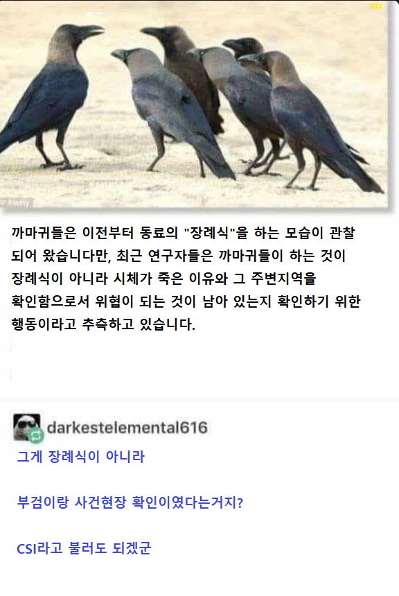 까마귀 장례식의 정체.png