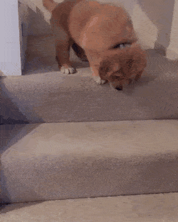 계단 못내려가는 강아지를 위해 주인이 한 행동.gif