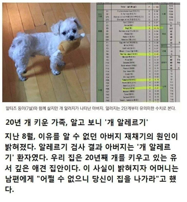 20년간 개 키웠더니...개 알레르기.jpg