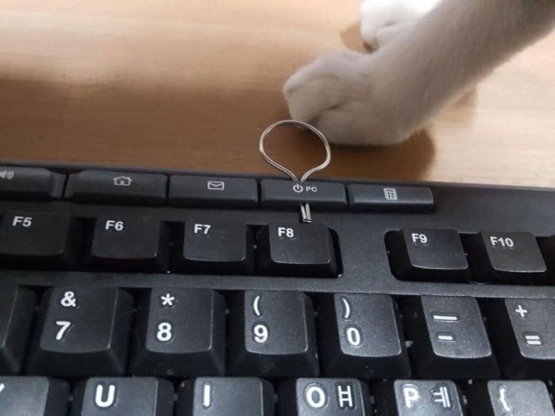 고양이 때문에 안전핀 꽂은 루리웹인2.jpg
