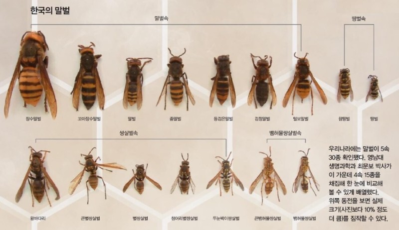 장수 말벌 크기.jpg