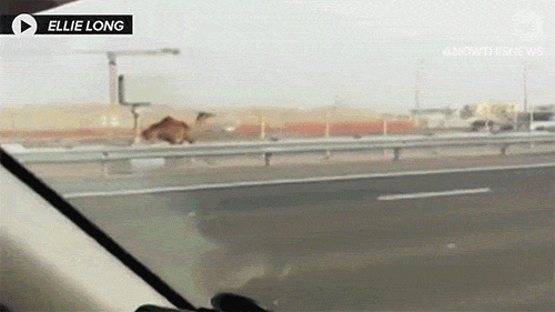 33634-1.GIF