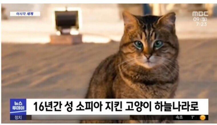 16년간 성 소피아 지킨 고양이.jpg