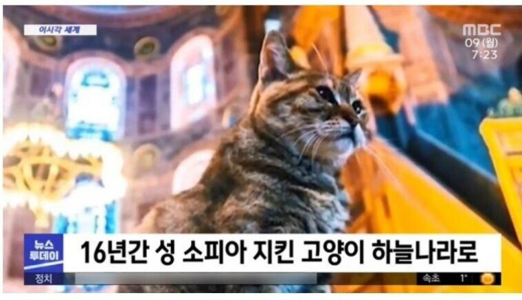 16년간 성 소피아 지킨 고양이2.jpg