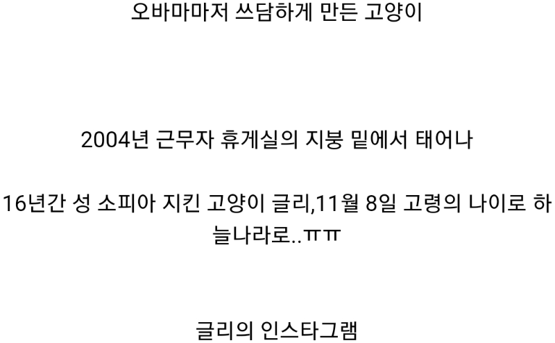 16년간 성 소피아 지킨 고양이8.png