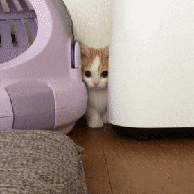 76c3ed225bbf9361387fb660b86aa289_1622913756_814.gif