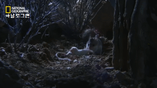 f6b23e172eea3d0e487093fb02a69c34_1659307660_0958.gif