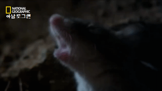 f6b23e172eea3d0e487093fb02a69c34_1659307666_8871.gif